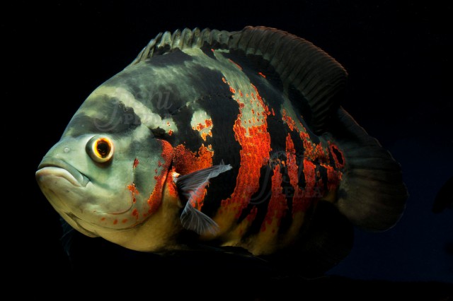 Astronotus ocellatus