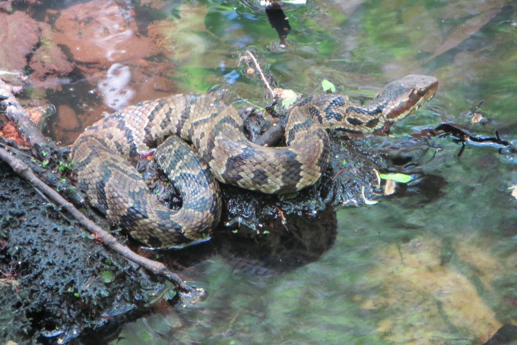 Agkistrodon piscivorus - Michael Goodyear