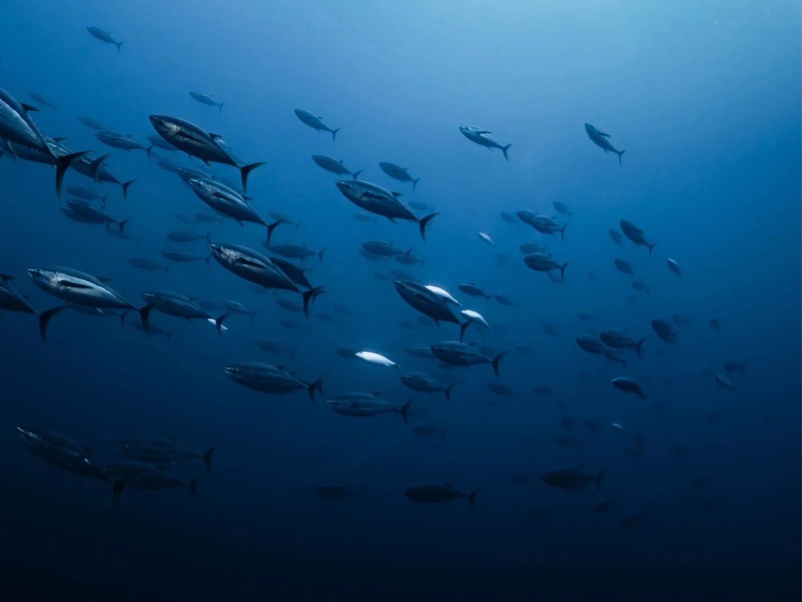 Scopri più di 2000 specie di pesci