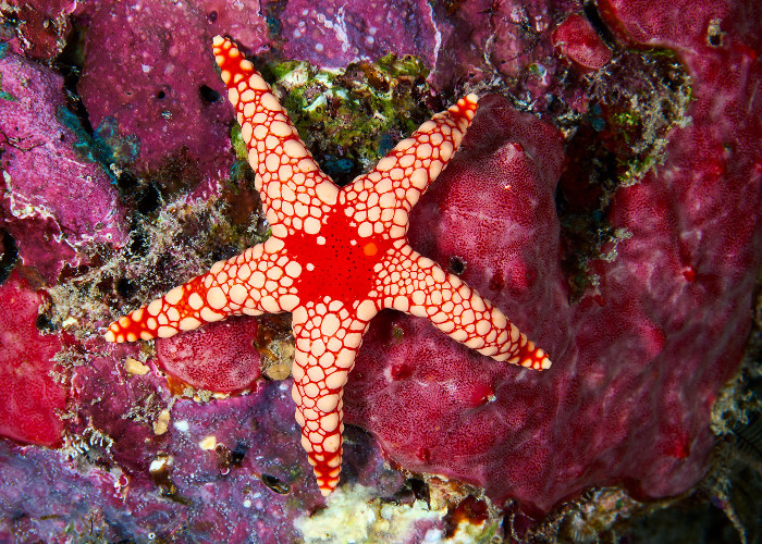 echinoderm picture