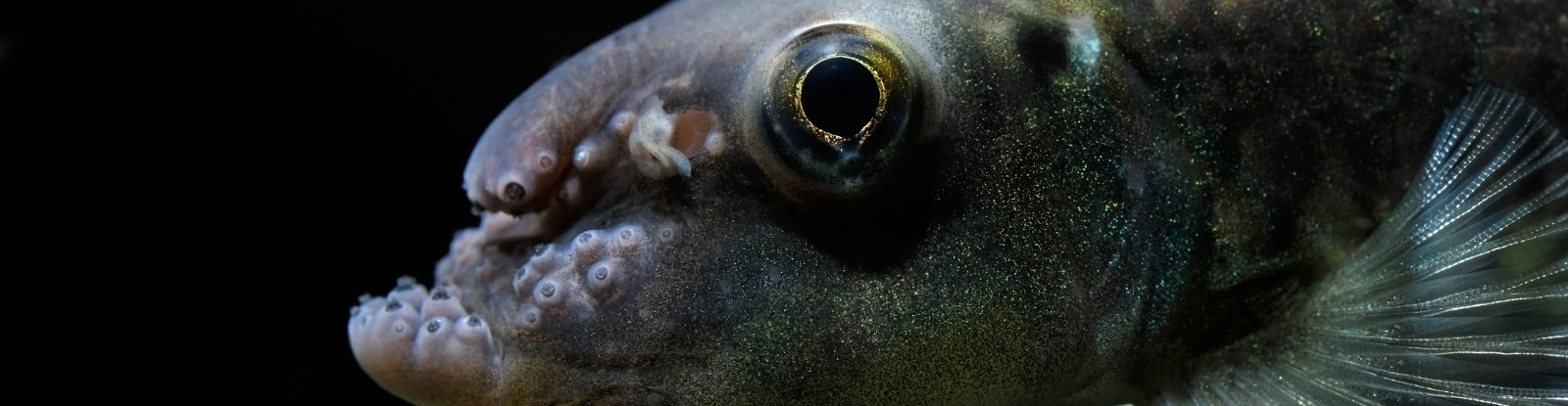 Item lexical Fishipedia