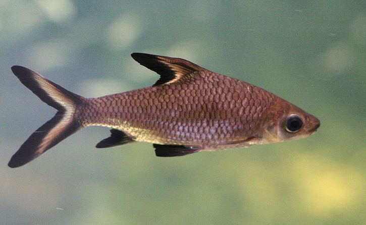 Balantiocheilos melanopterus