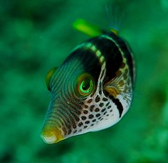 Canthigaster
