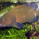 picture of Cephalopholis argus