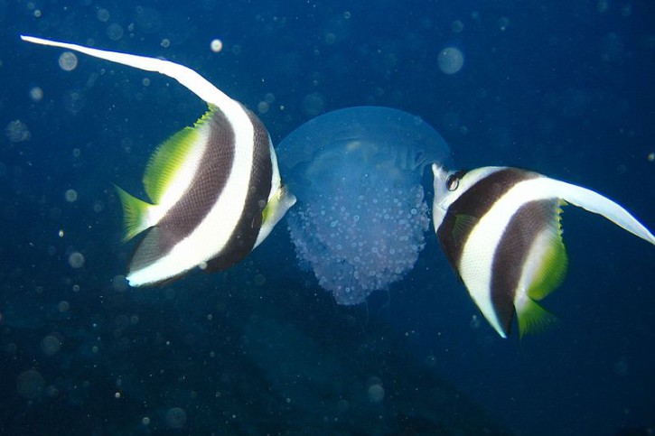 Heniochus acuminatus