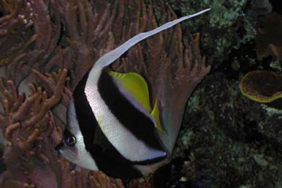 poisson cocher grégaire Chaetodontidae