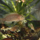 picture of Neolamprologus multifasciatus