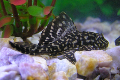 Pterygoplichthys joselimaianus Loricariidae
