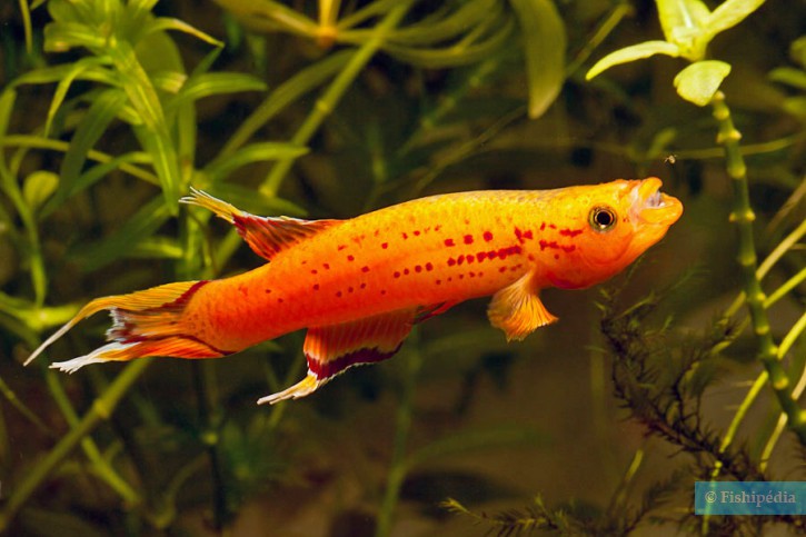 Aphyosemion australe