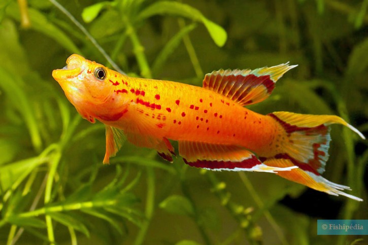 Aphyosemion australe