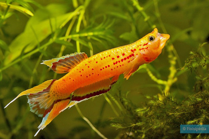 Aphyosemion australe