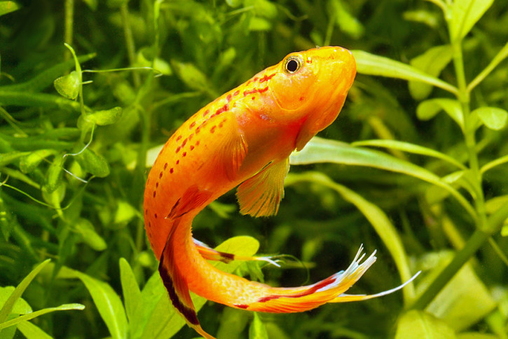 Aphyosemion australe