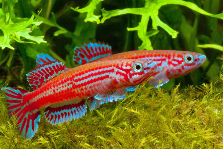 Aphyosemion ogoense