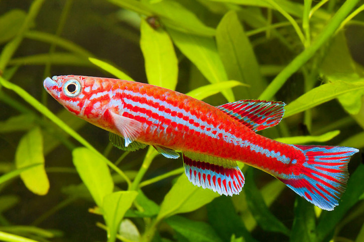 Aphyosemion ogoense
