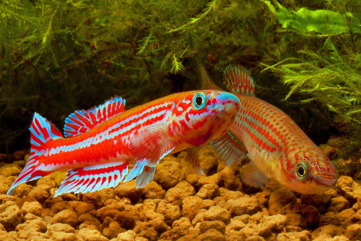 Aphyosemion ogoense