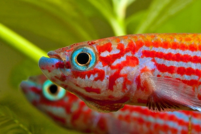 Aphyosemion ogoense Nothobranchiidae