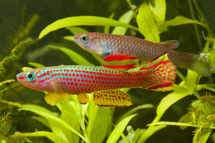 Aphyosemion striatum