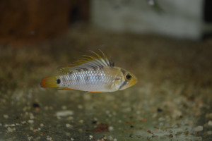 Apistogramma baenschi