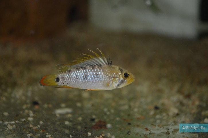 Apistogramma baenschi