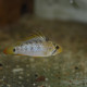 picture of Apistogramma baenschi