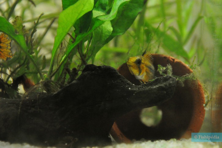 Apistogramma cacatuoides - ciclide pappagallo