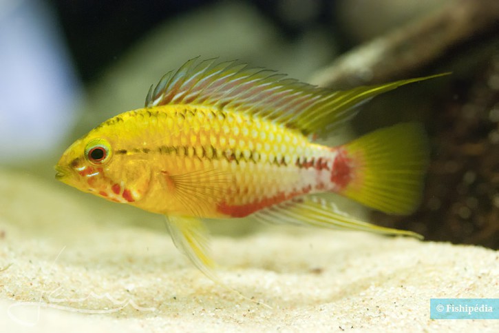 Apistogramma hongsloi