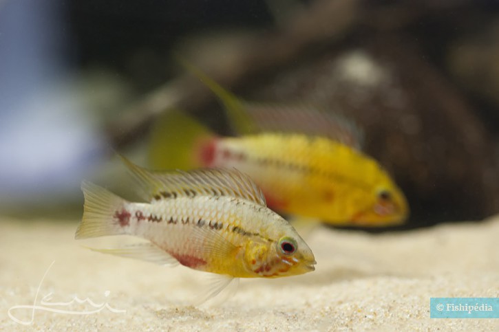Apistogramma hongsloi