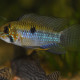 picture of Apistogramma steindachneri