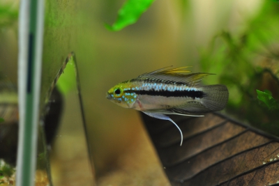 Apistogramma trifasciata Cichlidae