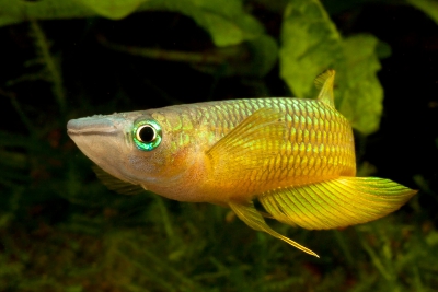 Aplocheilus lineatus Aplocheilidae