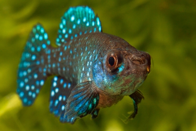 Austrolebias nigripinnis Cynolebiidae