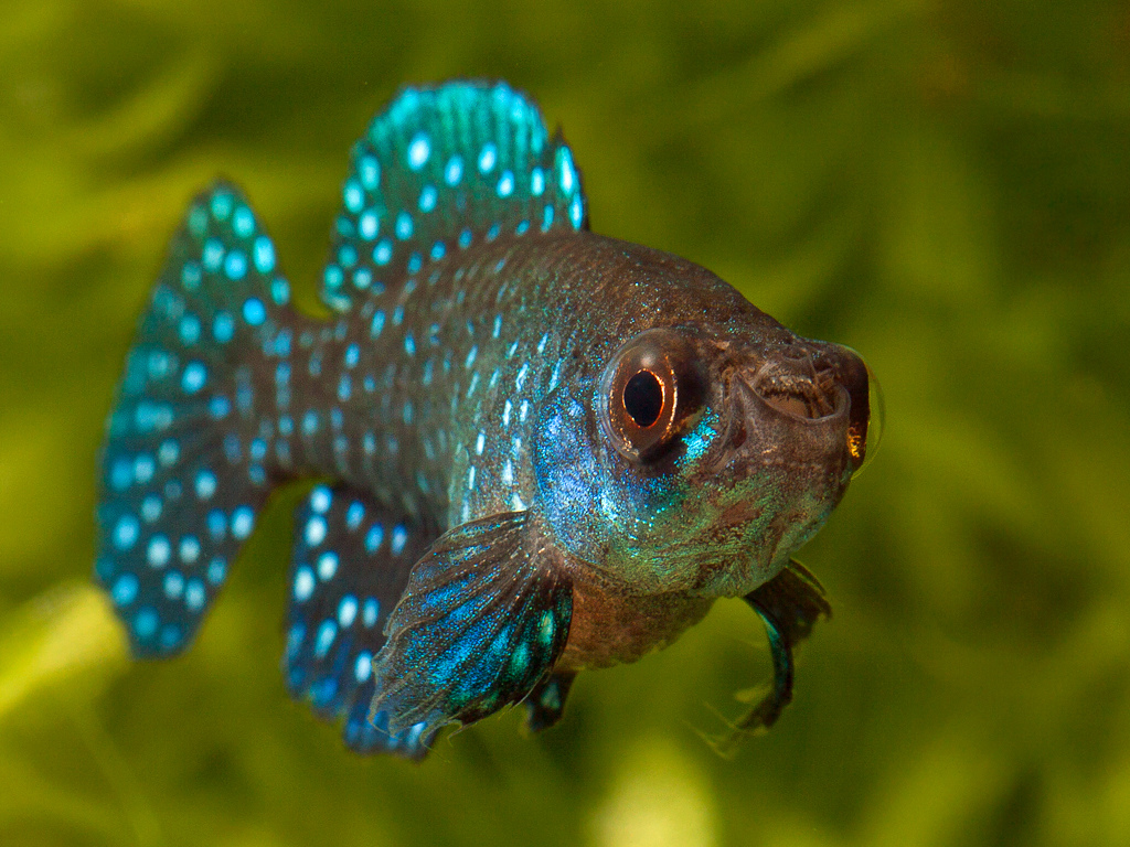 Austrolebias nigripinnis