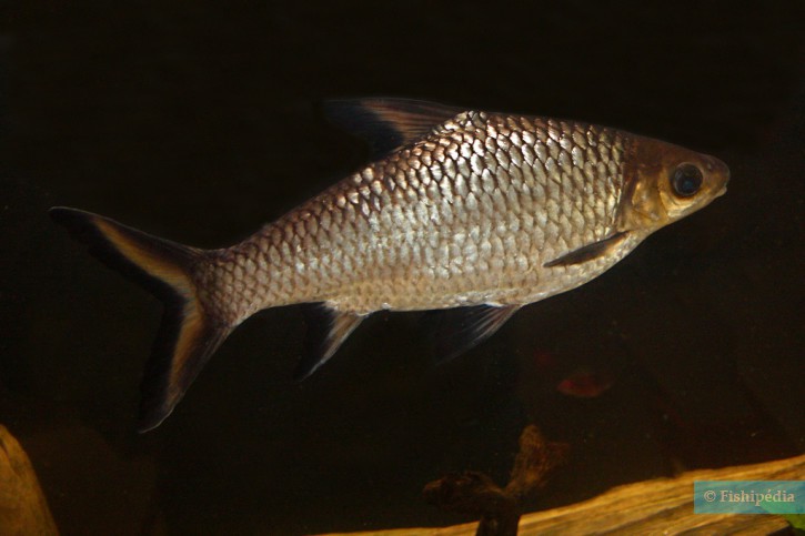 Balantiocheilos melanopterus