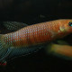 picture of Betta bellica