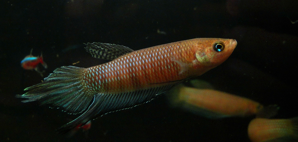Betta bellica