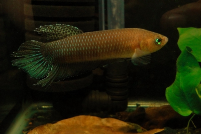 Betta simorum Osphronemidae