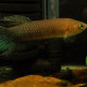 picture of Betta simorum