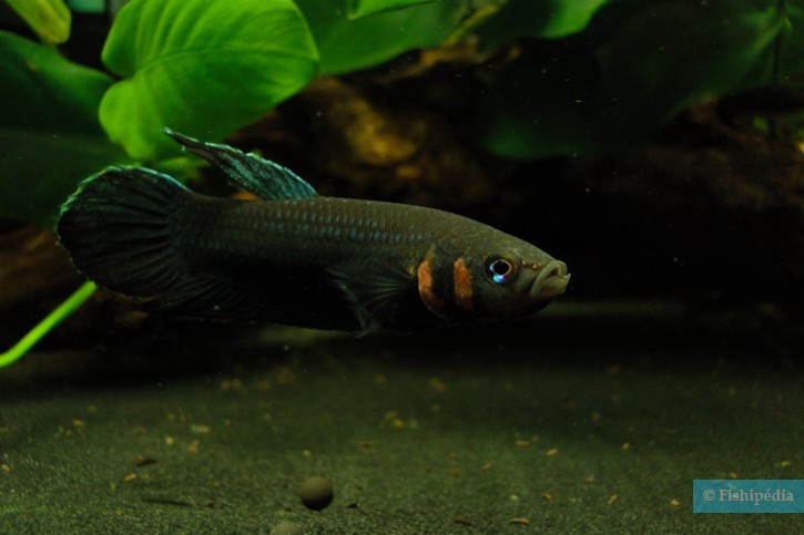 Betta strohi