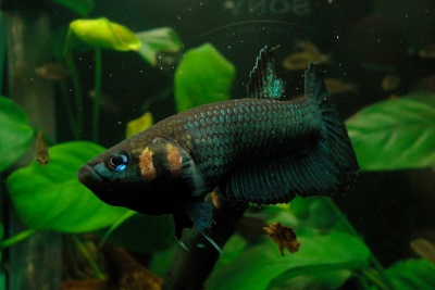Betta strohi Osphronemidae