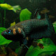 picture of Betta strohi