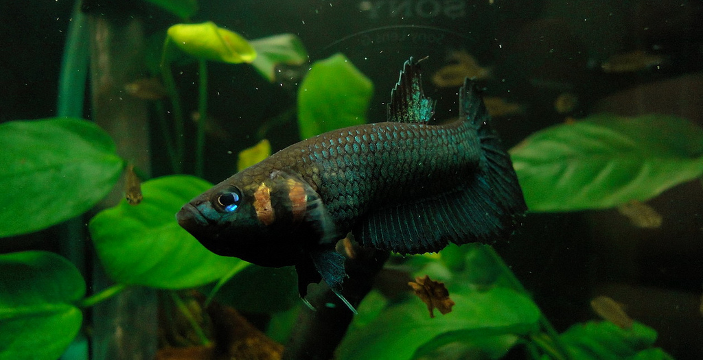 Betta strohi