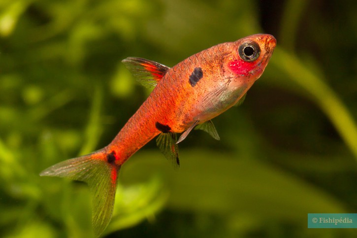 Boraras maculatus