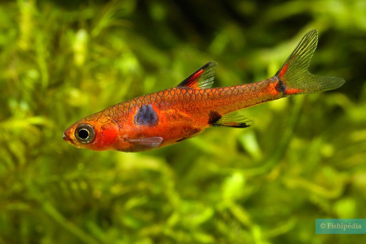 Boraras maculatus