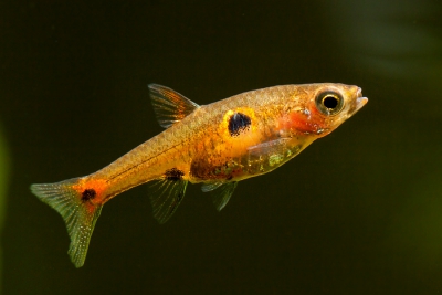 Boraras naevus Danionidae