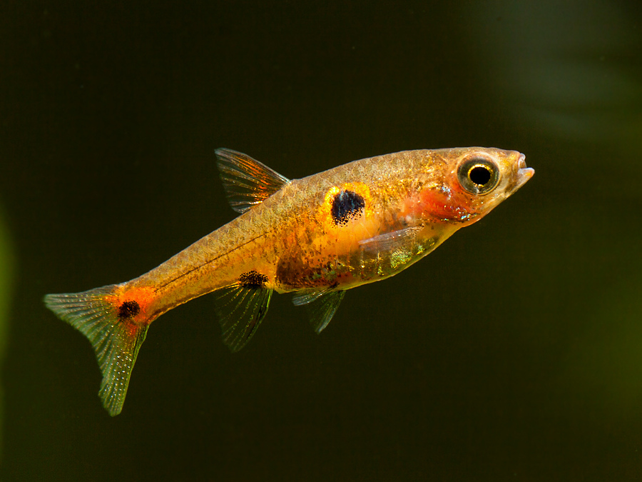 Boraras naevus