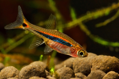 Boraras urophthalmoides Danionidae
