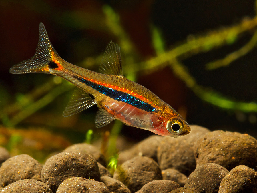 Boraras urophthalmoides