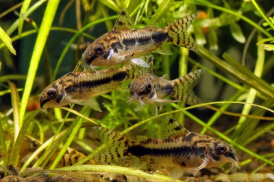 Corydoras habrosus Callichthyidae