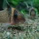 picture of Corydoras melanistius