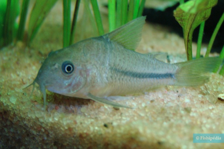 Corydoras nattereri